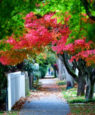 Autumn Colors on Flora Ave S, Van Asselt neighborhood, Seattle, Washington 039 