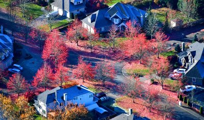 Fall Colors on Manion Way NE and 277the Ave NE, Duvall, Washington 061
