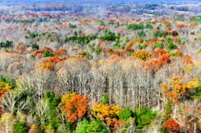 Last of the fall colors by Lake Anna airport, Bumpass,  Virginia 172  