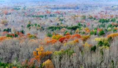Last of the fall colors by Louisa Airport, Virginia 217  