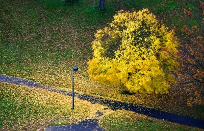 Fall Maple Tree at Seattle Park, Seattle, Washington 411