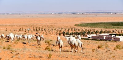 Camels in Saudi Desert, Al Ghat, Saudi Arabia 673  