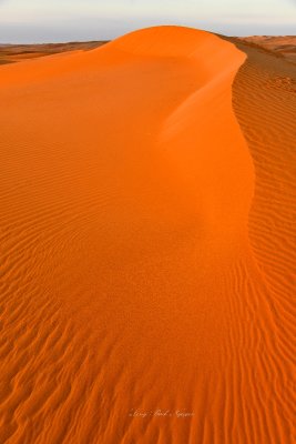 Golden Light at Sunrise on Saudi Desert, Al Ghat, Saudi Arabia 279 