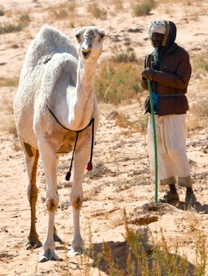 Camel Herder in Saudi Desert and Visitors, Al Ghat, Saudi Arabia 559