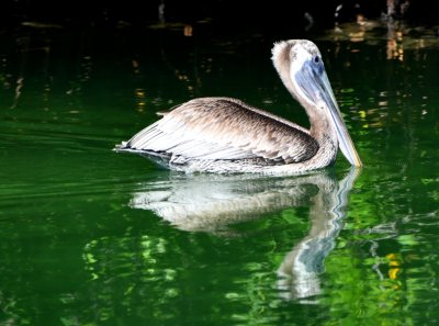 Pelican on Little Basin, Islamorada, Florida Keys, Florida 001  