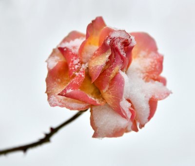 Oragne Rose in Snow, West Seattle, Washington 091  