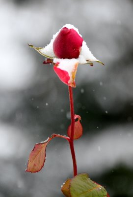 Rose in Snow, West Seattle, Washington 085  