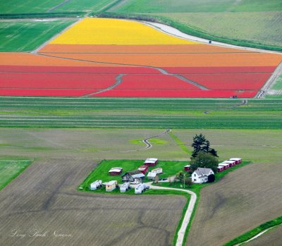 Daffodil and Tulip Fields in Skagit Valley, La Conner, Washington 101a 