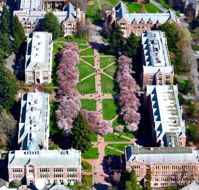 University of Washington Cherry Blossoms in the Quad, Seattle, Washington 358 