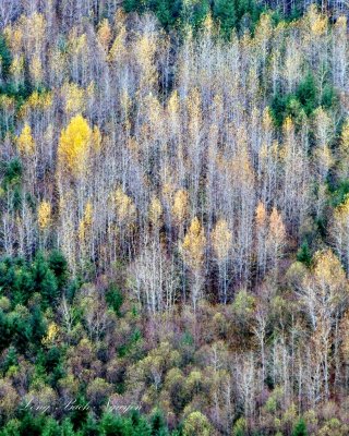 Layer of Colors in Pacific Northwest, Washington 244