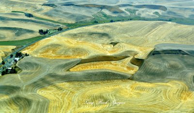 Pattern in Wheat Field of Palouse Hills, Washington 224  
