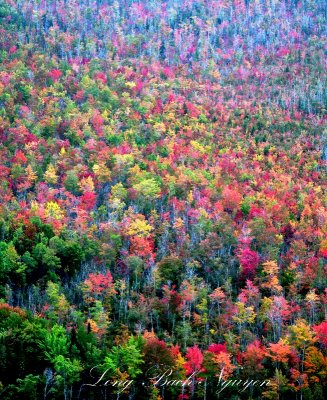 Hermon Bog Fall Colors, Bangor, Maine 458a  