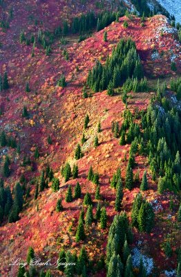 Autumn Colors on Windy Mountain, Cascade Mountains, Washington 1345 