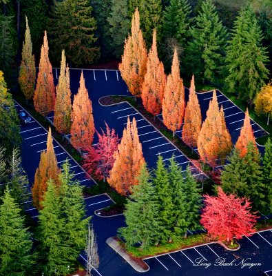 Flaming Trees at Nintendo parking area, Redmond, Washington 167 