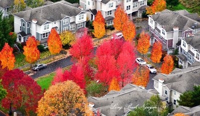 New Holly Park Neighborhood in Autumn Colors Seattle, Washington 027  