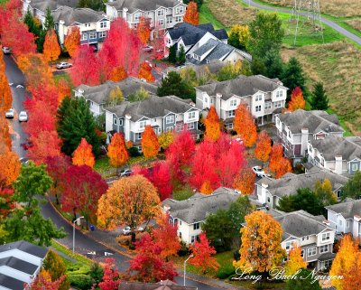 New Holly Park Neighborhood in Autumn Colors Seattle, Washington 029  