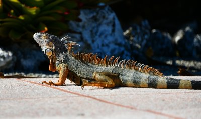 Large Lizard, Islamorada, Floriday Keys, Florida 285  