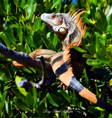 Large Lizard, Islamorada, Floriday Keys, Florida 249  
