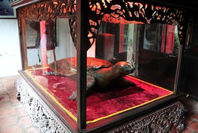 Sacred Gaint Turtle in Hanoi's Ngoc Son Temple, Hanoi, Vietnam 068  