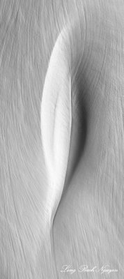 Feather in Snow on Morning Star Peak, Cascade Mountains, Washington 240a  