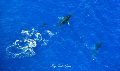 Mom and Calf Whales by Lanai, Hawaii 480  