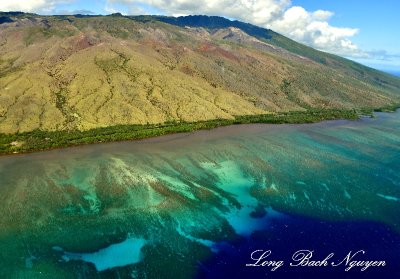 Coral Reef off Molokai, Hawaii 433  