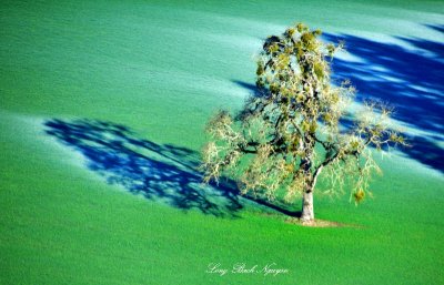 Large Tree and Shadow in Field, near McMinnville Airport, Oregon 550 