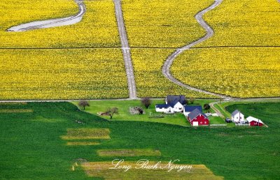 Daffodil Field in Skagit Valley on Bradshaw Road, Mount Vernon, Washington 289  