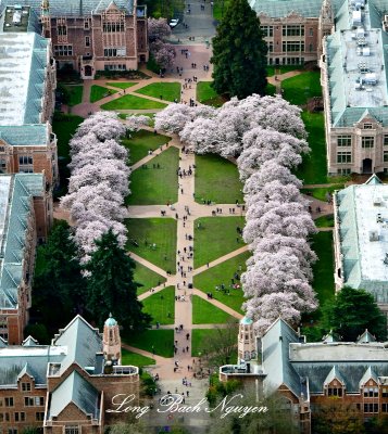 Cherry Blossoms in The Quad at University of Washington, Seattle, Washington 230  