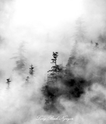 Hidden in Fog on Pitcher Mountain, Carbon Ridge, Carbonado, Washington 215  