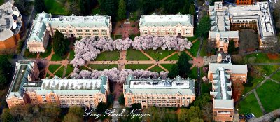 Cherry Blossoms in The Quad at University of Washington, Seattle, Washington 187  
