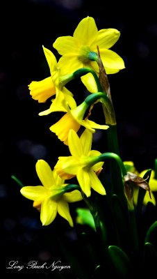 Daffodil Flowers in West Seattle, Washington 659  