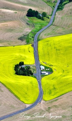 Country Road through Canola Field of Palouse Hills, West of Pullman Washington 954  