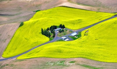 Canola Field of Palouse Hills, Near Pullman Washington 939  