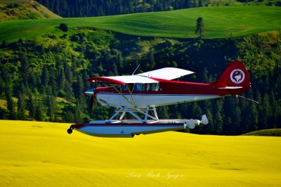 Water Dog Amph Husky flying across Canola Field and Wheat Field, Gifford, Idaho 560  
