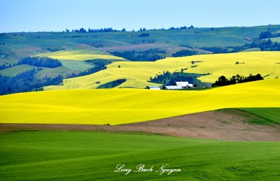 Farm House in between Canola and Wheat Fields, Gifford,  Idaho 276 