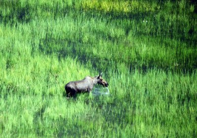 Moose grazing in Knik River, Palmer, Alaska 299 