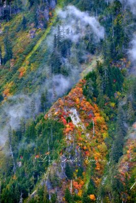 Colorful Foliages on west slope of Mount Persis, Cascade Mountains, Washington 763  