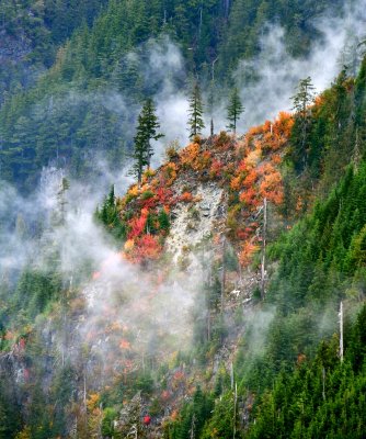 Colorful Foliages on west slope of Mount Persis, Cascade Mountains, Washington 770 