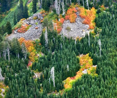 Colorful Fall Foliage on South Slope of Mount Index, Washington 106 