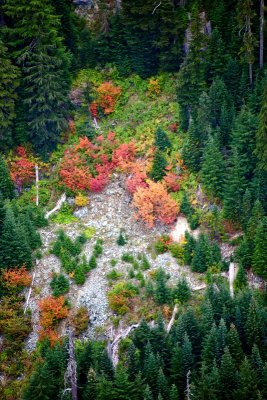 Colorful Fall Foliage on South Slope of Mount Index, Washington 191 