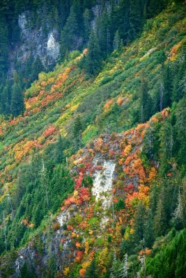 Colorful Foliages on west slope of Mount Persis, Cascade Mountains, Washington 103  