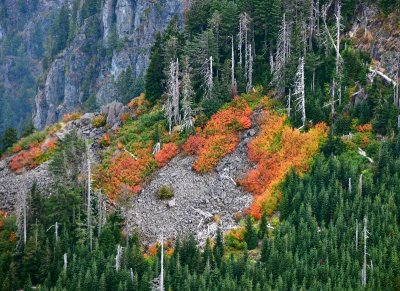 Colorful Foliages on west slope of Mount Persis, Cascade Mountains, Washington 108  