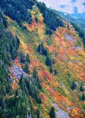 Colorful Foliages on west slope of Mount Persis, Cascade Mountains, Washington 134  