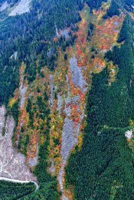 Colorful Foliages on west slope of Mount Persis, Cascade Mountains, Washington 146 