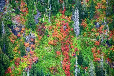 Fall Foliage on South Slope of Frozen Mountain, Cascade Mountains, Washington 254  
