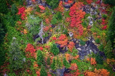 Fall Foliage on South Slope of Frozen Mountain, Cascade Mountains, Washington 273a