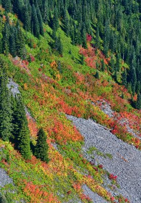 Bright Colors on Dog Mountain, Cascade Mountains, Washington 216  