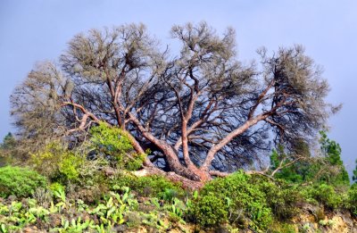 Beautiful Tree on TF-38 to Mount Teide, Chio, Tenerife, Spain 335 