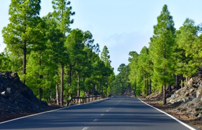 Bright Pine Trees in Corona National Forest on TF-38 to Mount Teide, Tenerife, Spain 340